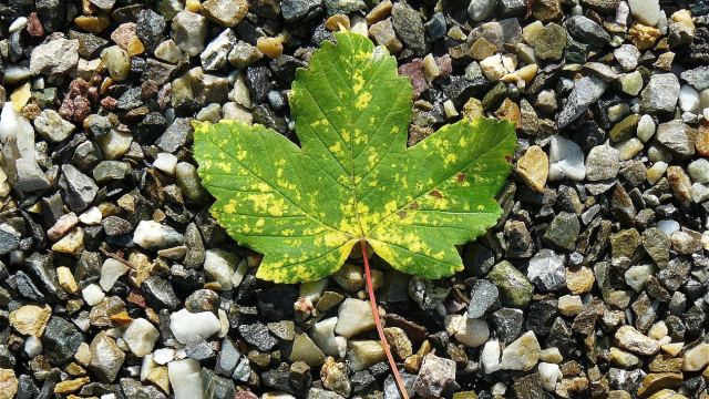 maple_leaf_pebbles