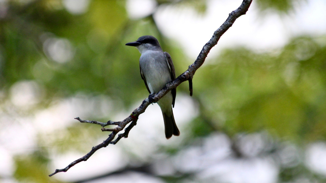 mockingbird_branch_nature