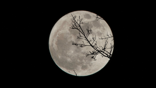 moon_branch_unsplash