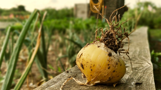 onion_allotment_gardening