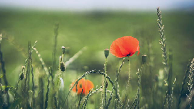 orange_poppies_field_unsplash