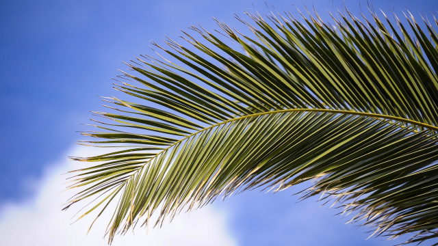 palm_branch_blue_sky