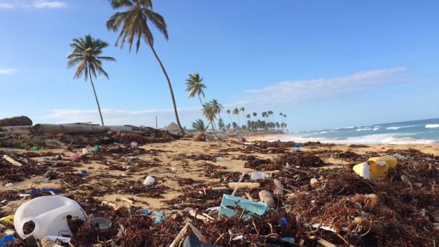 palm_tree_beach_litter_pollution_unsplash