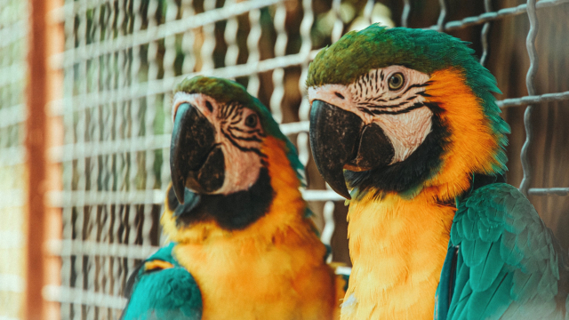 parrots_birds_two_unsplash