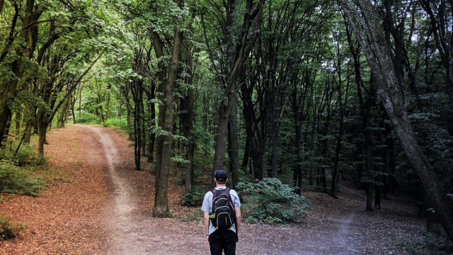 path_crossroads_walking_forest_unsplash