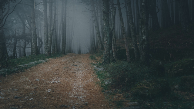 path_forest_dark_mist_fog_unsplash