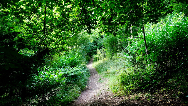 path_nature_forest