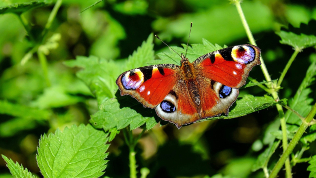 peacock_butterfly