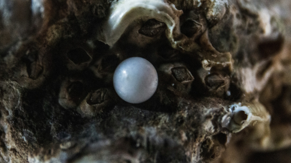 A Pearl
