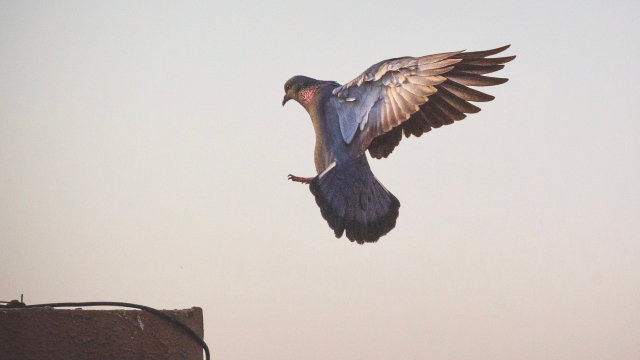 pigeon_flying_wings_unsplash