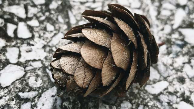 pinecone_unsplash