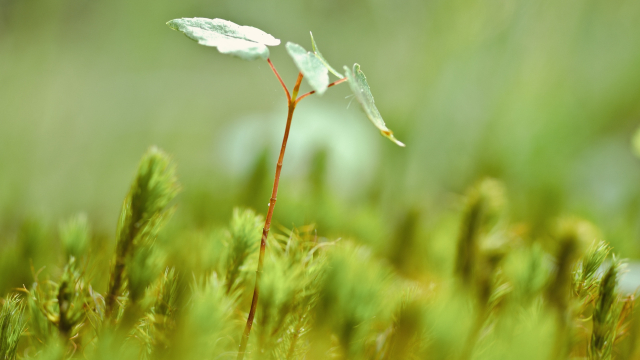 plant_green_shoot_unsplash