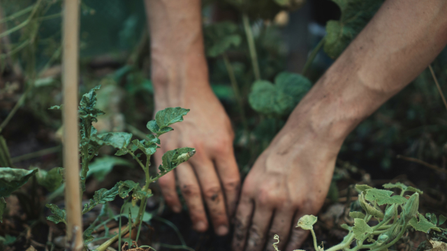 planting_gardening_hands_unsplash