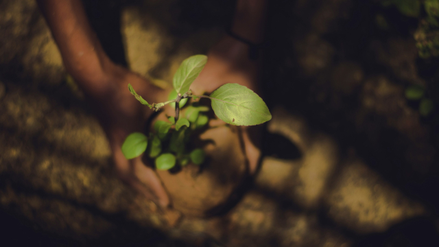 planting_tree_soil_horticulture_unsplash