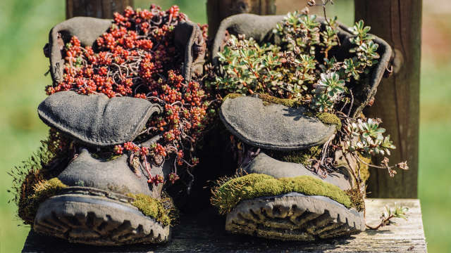 plants_boots_old_unsplash