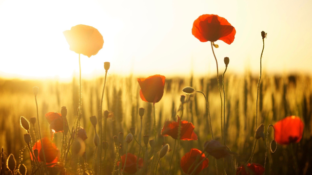 poppies_sunset