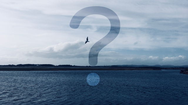 question_mark_bird_sky_sea