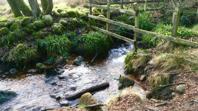 river_nature_plants_nature