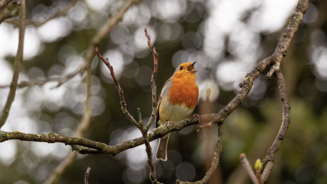 robin_singing_bird_tree_unsplash