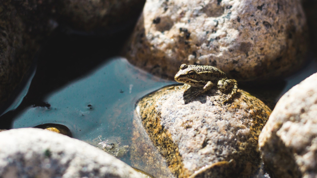 rock_pool_frog_unsplash