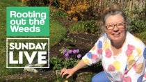 Rooting out the Weeds with Jane Steel
