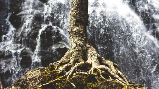 roots_tree_waterfall_unsplash
