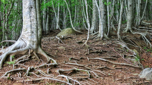 roots_trees_forest