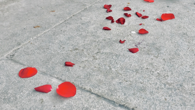 rose_petals_concrete