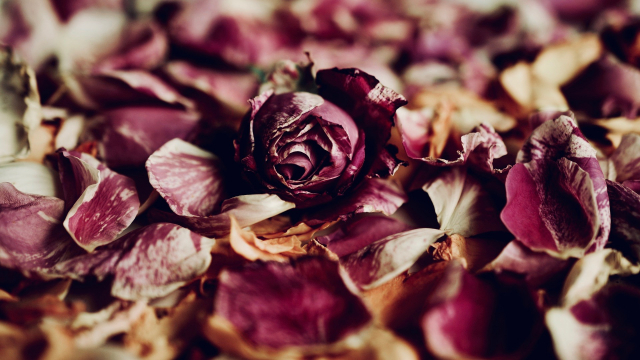 rose_petals_withered