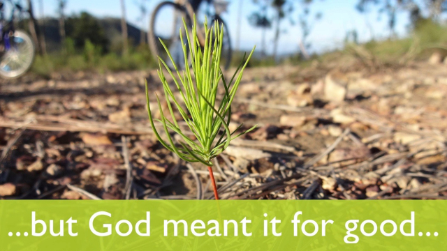 sapling_god_meant_good