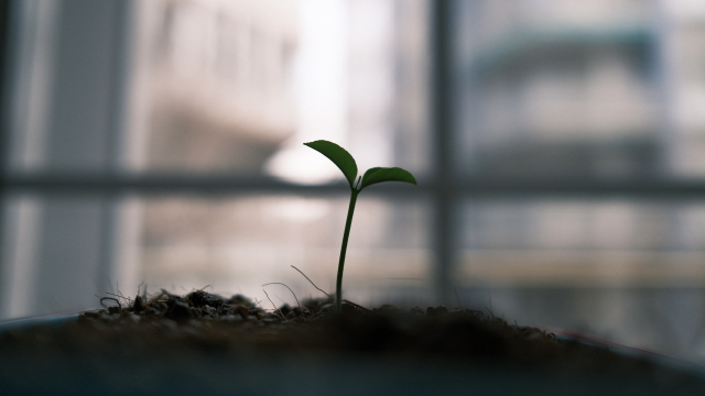 seedling_earth_shadow_unsplash