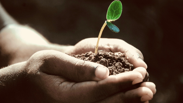 seedling_hands_gardening_plant