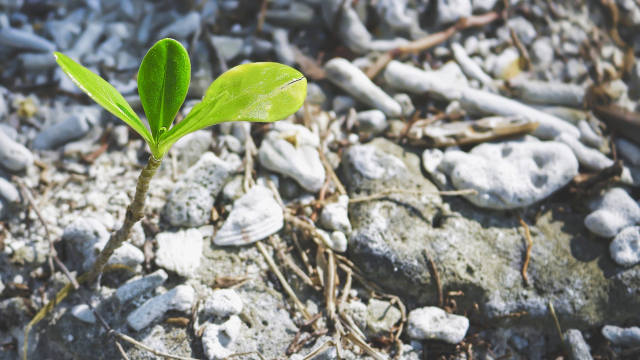 seedling_rocky_soil