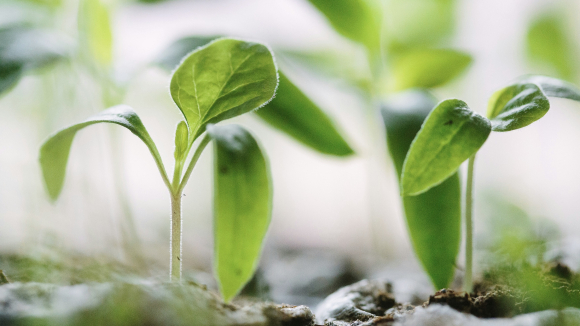 The Father’s Seedlings