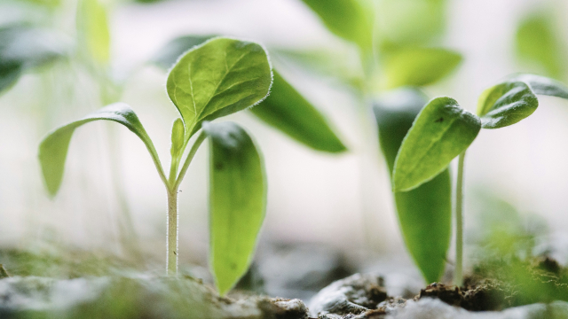 seedlings_plants_nature_unsplash