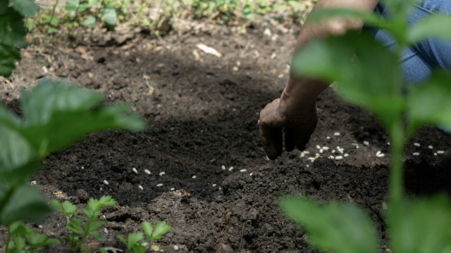 seeds_planting_gardening_unsplash