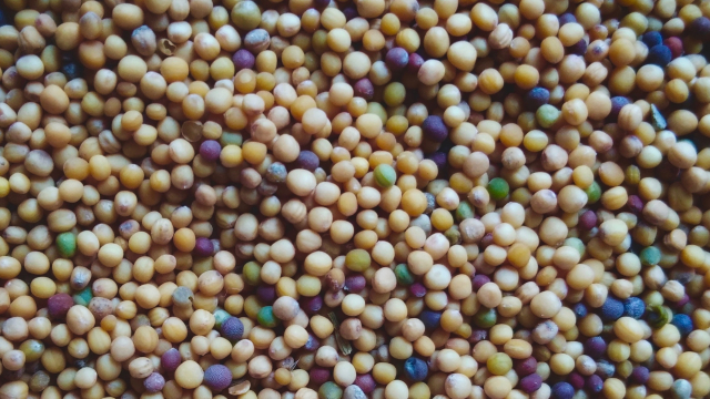 seeds_small_multicoloured_unsplash