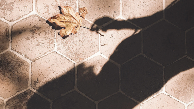 shadow_leaf_tiles_unsplash