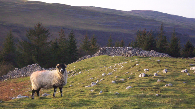 sheep_drystone_wall