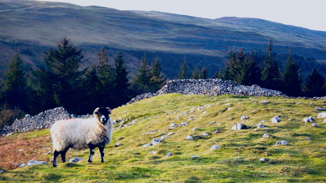 sheep_drystone_wall