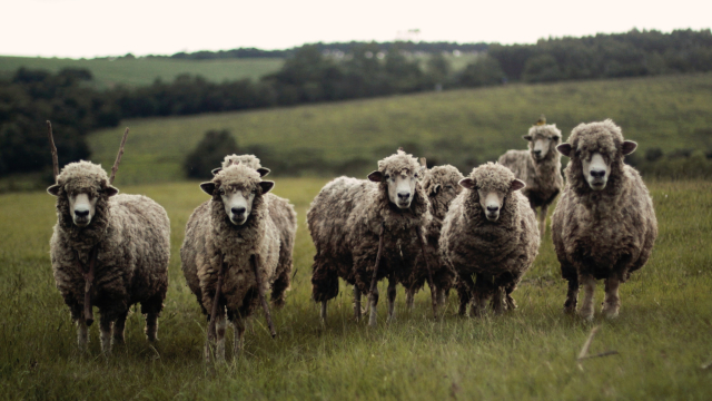 sheep_field_animals_unsplash