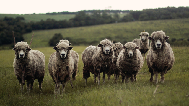 sheep_field_herd_unsplash
