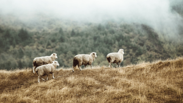 sheep_moor_fog_unsplash