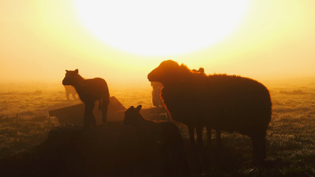 sheep_sunrise_bright