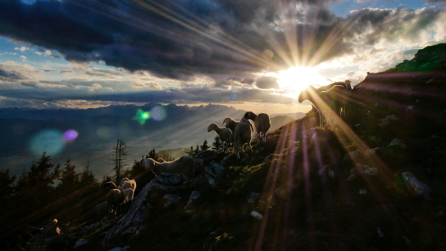 sheep_sunrise_hillside_unsplash