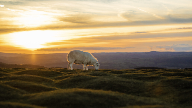 sheep_sunset_hill_grazing_unsplash