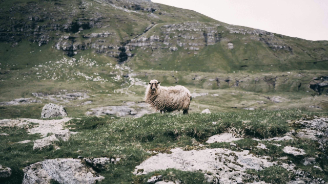 sheep_windswept_mountainside_unsplash