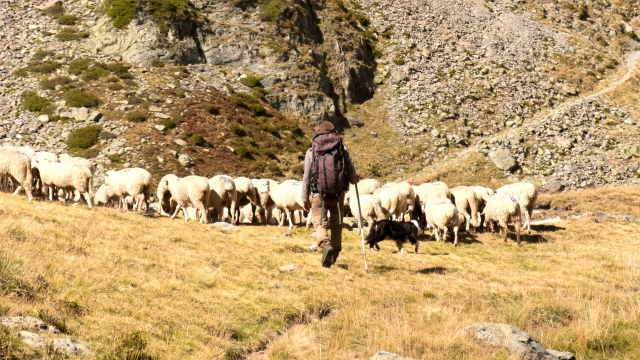 shepherd_sheep_herd_hillside_unsplash