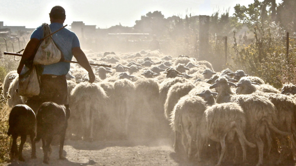 Making Room for Shepherds