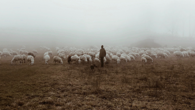 shepherd_sheep_mist_unsplash